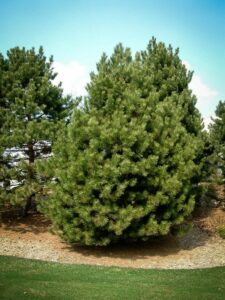 Сосна Чёрная (Pinus Nigra) купить по цене от 270.00р. в интернет-магазине «Посадика» с доставкой почтой в в Харабалие и по всей России – [изображение №1].