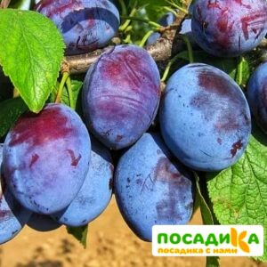 Слива Чачакская ранняя купить по цене от 229.00р. в интернет-магазине «Посадика» с доставкой почтой в в Харабалие и по всей России – [изображение №1].