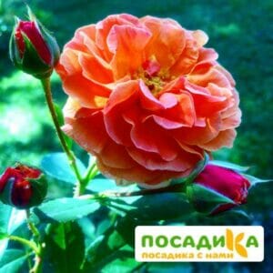 Роза Арабия купить по цене от 350.00р. в интернет-магазине «Посадика» с доставкой почтой в в Харабалие и по всей России – [изображение №1].