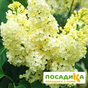 Сирень Примроуз (Primrose) купить по цене от 529.00р. в интернет-магазине «Посадика» с доставкой почтой в в Харабалие и по всей России – [изображение №1].