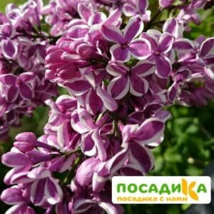 Сирень Сенсация купить по цене от 529.00р. в интернет-магазине «Посадика» с доставкой почтой в в Харабалие и по всей России – [изображение №1].