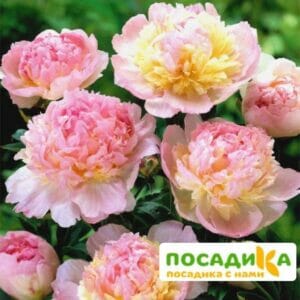 Пион Распберри Сандей (Paeonia Raspberry Sundae) купить по цене от 959р. в интернет-магазине «Посадика» с доставкой почтой в в Харабалие и по всей России – [изображение №1].