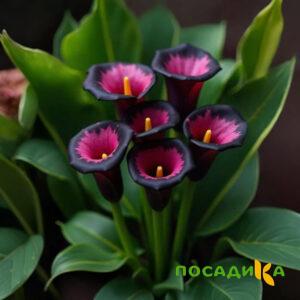 Калла Аура Лейс купить по цене от 400р. в интернет-магазине «Посадика» с доставкой почтой в в Харабалие и по всей России – [изображение №1].
