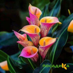 Калла Оникс купить по цене от 450р. в интернет-магазине «Посадика» с доставкой почтой в в Харабалие и по всей России – [изображение №1].