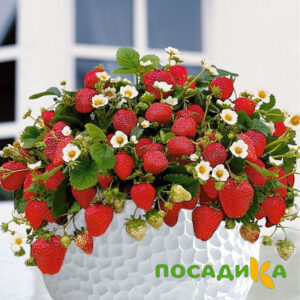 Клубника Рубиновый Шепот (горшечная) купить по цене от 240р. в интернет-магазине «Посадика» с доставкой почтой в в Харабалие и по всей России – [изображение №1].
