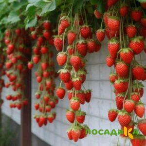 Клубника вьющаяся Комплимент купить по цене от 470р. в интернет-магазине «Посадика» с доставкой почтой в в Харабалие и по всей России – [изображение №1].
