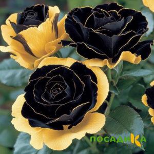 Роза Ханни Сикл купить по цене от 700р. в интернет-магазине «Посадика» с доставкой почтой в в Харабалие и по всей России – [изображение №1].