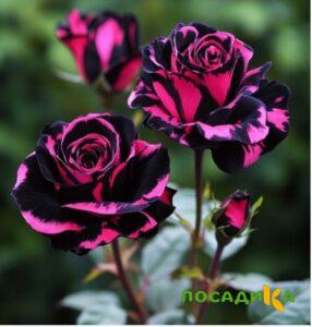 Роза Багровый Шепот купить по цене от 366р. в интернет-магазине «Посадика» с доставкой почтой в в Харабалие и по всей России – [изображение №1].