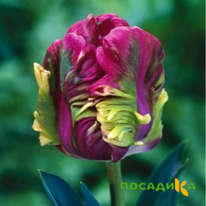 Тюльпан Экзотик Хэвен купить по цене от 186р. в интернет-магазине «Посадика» с доставкой почтой в в Харабалие и по всей России – [изображение №1].