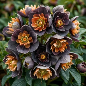 Морозник Блум Айс купить по цене от 499р. в интернет-магазине «Посадика» с доставкой почтой в в Харабалие и по всей России – [изображение №1].