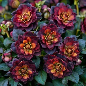 Морозник Сноу Дроп купить по цене от 348р. в интернет-магазине «Посадика» с доставкой почтой в в Харабалие и по всей России – [изображение №1].