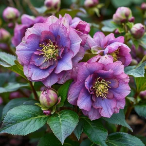 Морозник Айс Принцесс Чарм купить по цене от 650р. в интернет-магазине «Посадика» с доставкой почтой в в Харабалие и по всей России – [изображение №1].